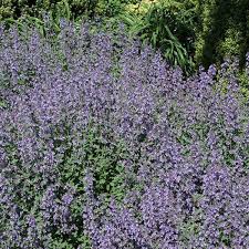 Attēlu rezultāti vaicājumam “Nepeta x faassenii leaf”