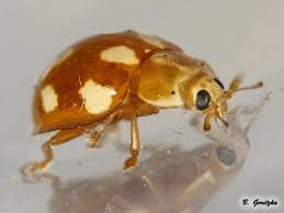 Attēlu rezultāti vaicājumam “Calvia decemguttata larva”