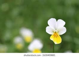 Attēlu rezultāti vaicājumam “Viola arvensis flower”