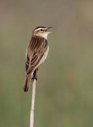 Attēlu rezultāti vaicājumam “Acrocephalus schoenobaenus adult”