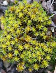 Attēlu rezultāti vaicājumam “Syntrichia ruralis var. ruralis sporophyte”