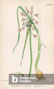 Attēlu rezultāti vaicājumam “Allium oleraceum”