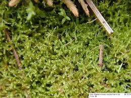 Attēlu rezultāti vaicājumam “Kurzia pauciflora”