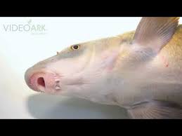 Image result for Cycleptus elongatus