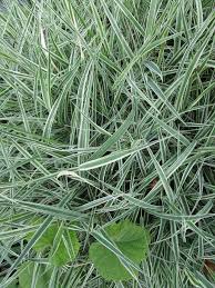 Attēlu rezultāti vaicājumam “Phalaroides arundinacea fruit”