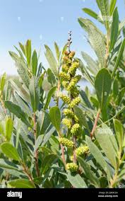 Attēlu rezultāti vaicājumam “Myrica gale fruit”