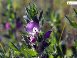 Attēlu rezultāti vaicājumam “Ononis arvensis”