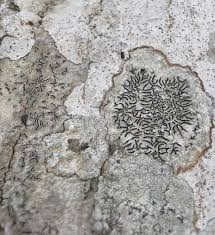 Attēlu rezultāti vaicājumam “Graphis scripta”