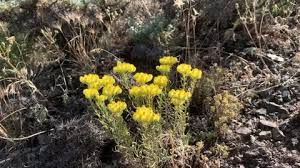 Attēlu rezultāti vaicājumam “Helichrysum arenarium flower”