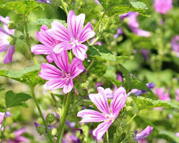 Image result for Malve