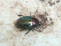 Attēlu rezultāti vaicājumam “Histeridae”