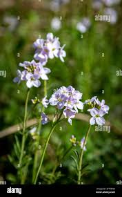 Attēlu rezultāti vaicājumam “Cardamine pratensis flower”