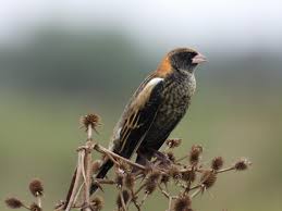 Image result for Dolichonyx oryzivorus