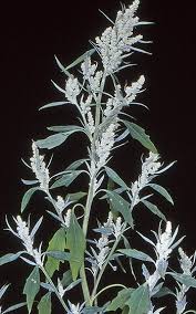Attēlu rezultāti vaicājumam “Chenopodium album flower”