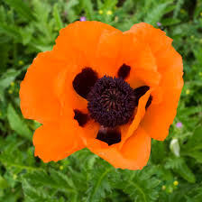 Image result for Papaver orientale