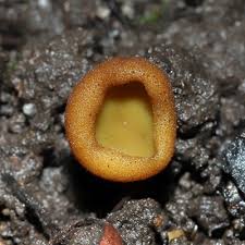 Attēlu rezultāti vaicājumam “Cribraria ferruginea”