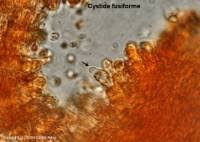 Attēlu rezultāti vaicājumam “Oxyporus corticola”