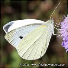 Attēlu rezultāti vaicājumam “Pieris rapae male”