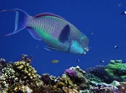 Image result for Chlorurus gibbus