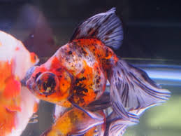 Image result for 出目金