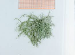 Attēlu rezultāti vaicājumam “Sclerophora farinacea”