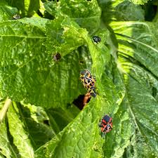 Attēlu rezultāti vaicājumam “Fuligo gyrosa plasmodium”