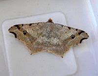 Attēlu rezultāti vaicājumam “Macaria alternata”