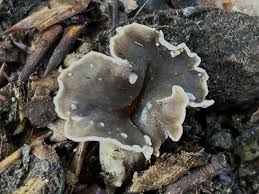 Attēlu rezultāti vaicājumam “Pseudocraterellus sinuosus”