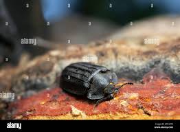 Attēlu rezultāti vaicājumam “Peltis grossa”