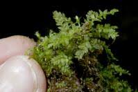 Attēlu rezultāti vaicājumam “Mnium stellare”