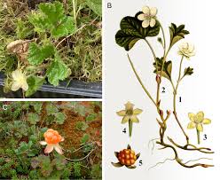 Attēlu rezultāti vaicājumam “Rubus chamaemorus flower”