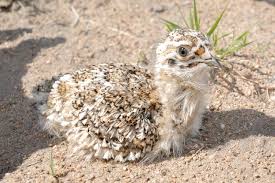 Image result for Syrrhaptes paradoxus