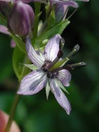 Attēlu rezultāti vaicājumam “Swertia perennis flower”