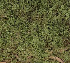 Attēlu rezultāti vaicājumam “Hypnum cupressiforme var. filiforme”