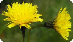 Attēlu rezultāti vaicājumam “Leontodon autumnalis  leaf”