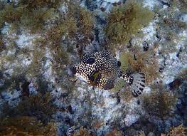 Attēlu rezultāti vaicājumam “Symphytocarpus trechisporus macro”