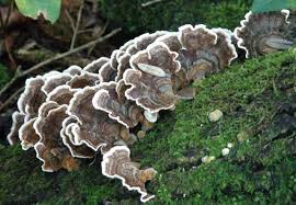 Attēlu rezultāti vaicājumam “Trametes versicolor”