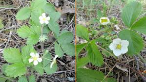 Attēlu rezultāti vaicājumam “Fragaria viridis”