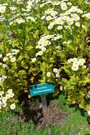 Image result for Tanacetum parthenium