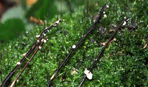 Attēlu rezultāti vaicājumam “Hymenoscyphus fraxineus”