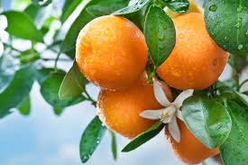 Attēlu rezultāti vaicājumam “Juglans x sinensis leaf”