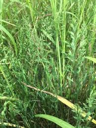 Attēlu rezultāti vaicājumam “Poa compressa”