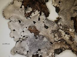 Attēlu rezultāti vaicājumam “Parmelina tiliacea”