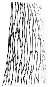 Attēlu rezultāti vaicājumam “Pohlia cruda sporophyte”