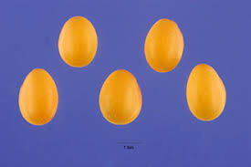 Attēlu rezultāti vaicājumam “Trifolium aureum fruit”