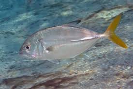 Image result for Caranx crysos