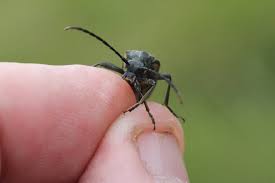Attēlu rezultāti vaicājumam “Leptura quadrifasciata”