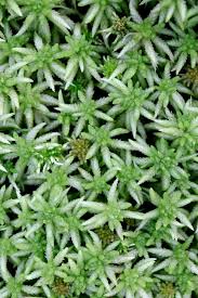 Attēlu rezultāti vaicājumam “Sphagnum girgensohnii”