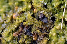 Attēlu rezultāti vaicājumam “Cladopodiella fluitans”