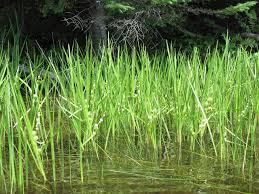 Attēlu rezultāti vaicājumam “Sparganium minimum fruit”